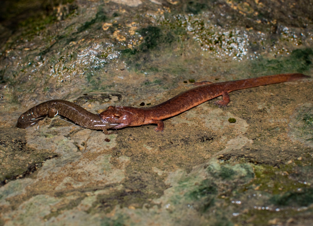 amphibianfound's tweet photo. A Spring Salamander (Gyrinophilus porphyriticus) uses its powerful jaws and large size to overpower and consume a Spotted Dusky Salamander (Desmognathus conanti) underneath a waterfall in northwestern mountains of Georgia. https://t.co/Uom0QpXEUh