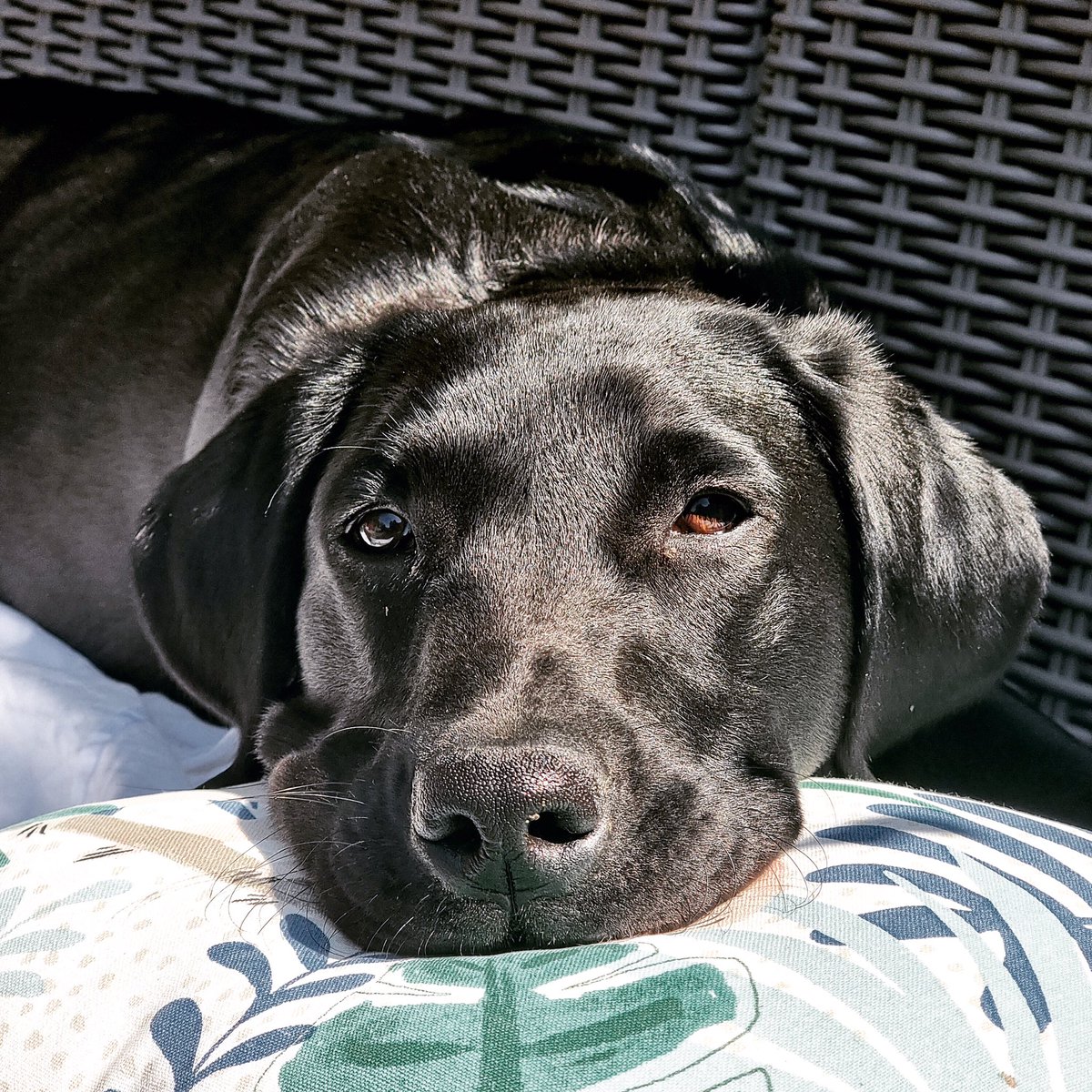 Changeling_1's tweet photo. @Happydog___ A million? The RSPCA are on their way Sally. Stay calm!
Luther says Hi & happy birthday! Heโs 8 months.
#ShinyBoy https://t.co/oADPthJy5s