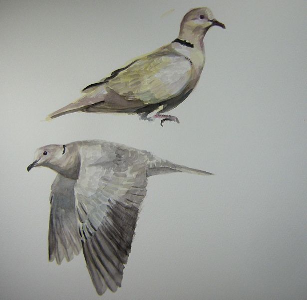 #ヤリハシハチドリ #SwordBilled #Ensifera と #シラコバト #CollaredDove #Streptopelia を #スケッチ #ドローイング 水彩直描き #ハチドリ #HummingBird の一区切り。なんとか数ポーズ足して、昨日の分を取り戻したか？次の頁では、そう言えば描いてなかったなぁ #ハト と、思い、白っぽい種を選択。