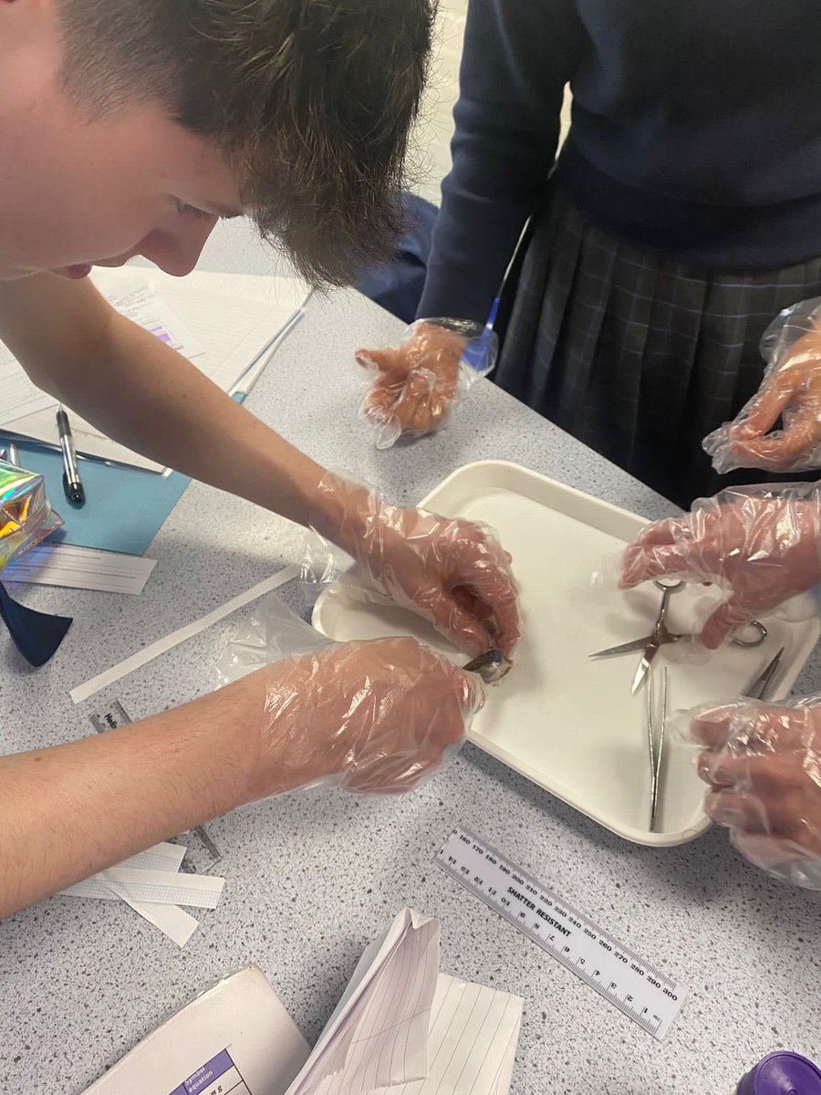 Y10 triple Biology students dissecting an eyeball and removing the cornea to allocate the lens.