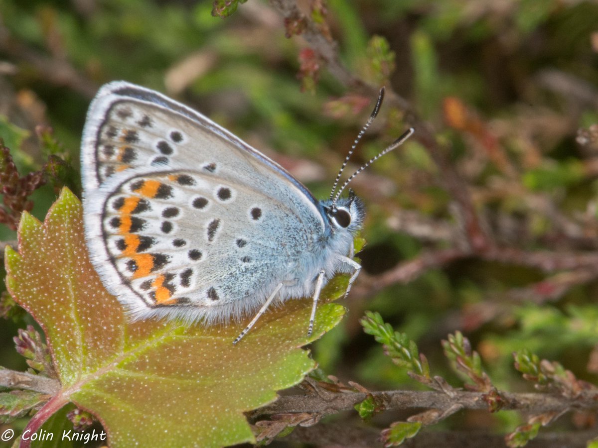sandbyte's tweet photo. #silverstuddedblue #moths #micromoths: blog: https://t.co/hSgXYuyUQI @BBCSpringwatch @SussexWildlife @TheSouthDownsNT @sdnpa @iNatureUK @Ranger_sdnpa @FirstNature1 @BCSussex @SussexMothGroup @savebutterflies @ukmoths @invertebrate_uk https://t.co/VIitDkVNn1
