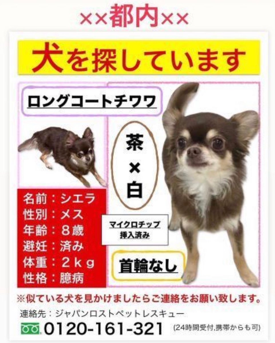 yem_dog's tweet photo. #犬を探しています

シエラちゃんが見つかるように！
少しでも目撃情報がありましたら
ご連絡お願い致します。

SNSで拡散して下さる方いましたらご協力宜しくお願い致します。

#迷子犬
#迷い犬
#迷子犬情報
#迷い犬情報
#拡散希望
#拡散お願いします https://t.co/IMWjfs1wK2