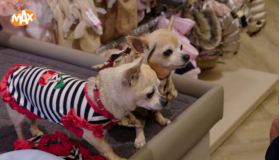 Bedankt voor het kijken naar Hollandse Zaken.

#HollandseZaken gemist? Terugkijken kan via onze website. 👇
maxvandaag.nl/hollandsezaken/