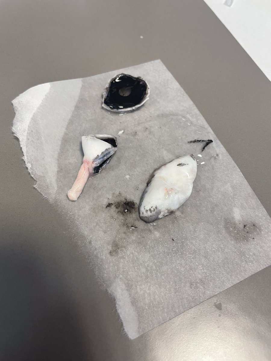 IsMiseSaoirse's tweet photo. Parma, come for the pasta, stay for the pig eye dissection #training #development #research #skills #exvivo #visionscience #ocular @ORBITAL_ITN @unipr @SETU_Research @OTRG_PMBRC @PMBRC_SETU https://t.co/U6AbyrzLuI