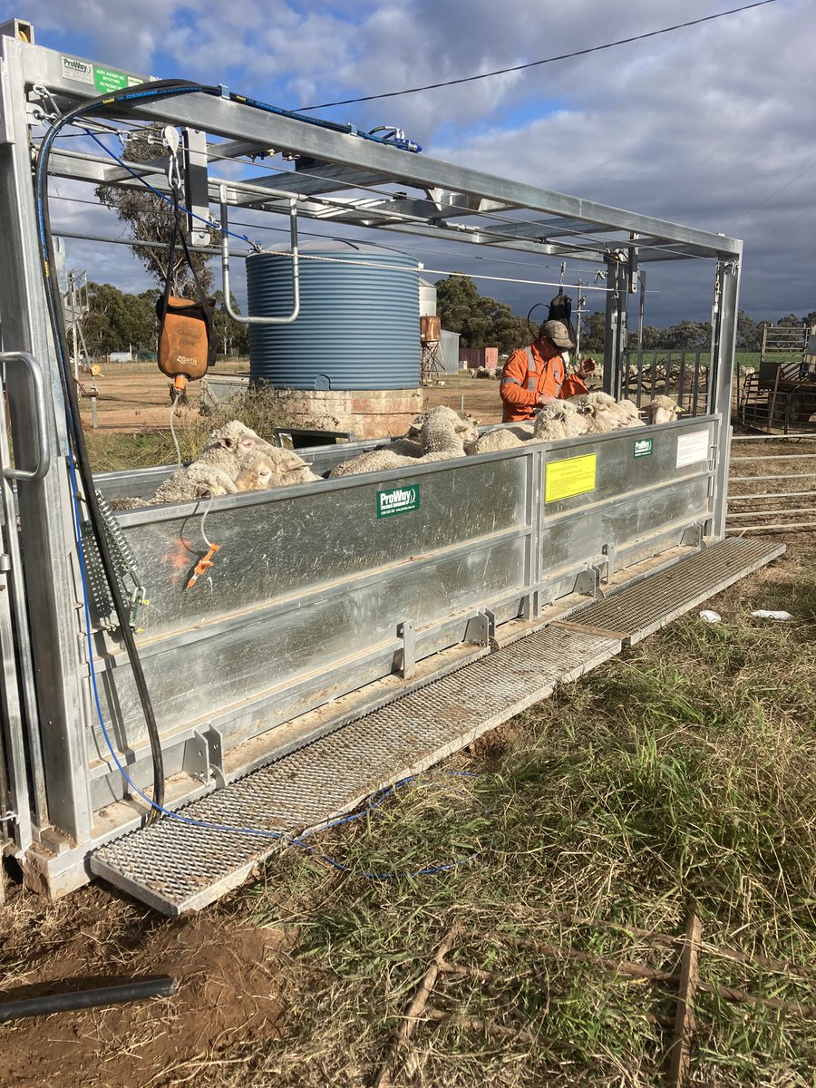 New toy making pre lambing drench and vaccination easy work