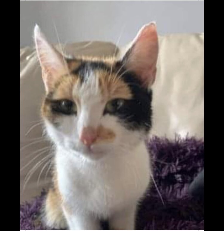 This sweetie was found crying in a ditch in #Flagmount in #Clare could have travelled in an engine. Pls can you retweet this #cat 💕to find the owner.