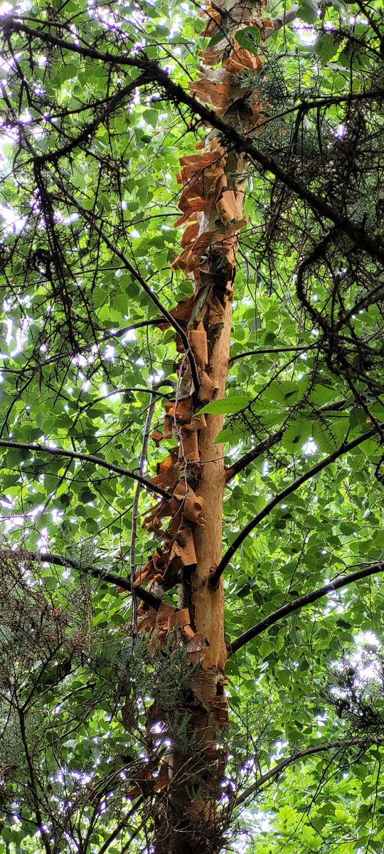 graspatree's tweet photo. A few pictures highlighting the damage grey squirrels can do to young trees . The silver birch have been more bark stripped than the oak ,the oaks main leader will now die back reducing its potential timber value. https://t.co/yWEgYvUw2G