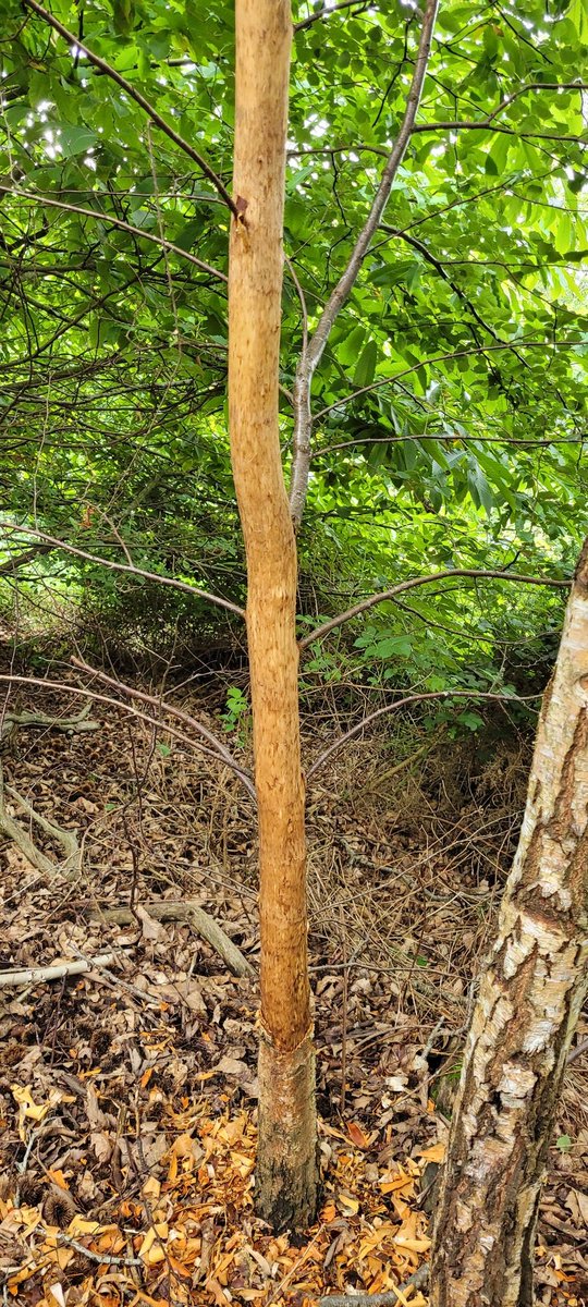 graspatree's tweet photo. A few pictures highlighting the damage grey squirrels can do to young trees . The silver birch have been more bark stripped than the oak ,the oaks main leader will now die back reducing its potential timber value. https://t.co/yWEgYvUw2G
