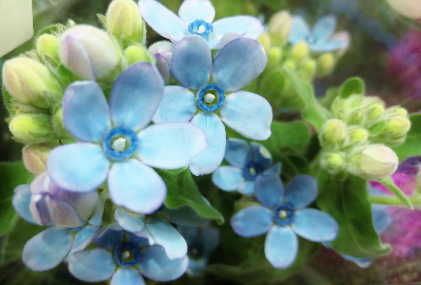 花 人は 他人を 信頼 することによって 信頼 を得る資格が与えられる スティーブン R コヴィー アメリカの作家 1932年 12年 昨日の誕生花 ブルースター 花言葉 信頼 ﾌﾞﾙｰｽﾀｰ ﾅｴ Tlを花でいっぱいにしよう T