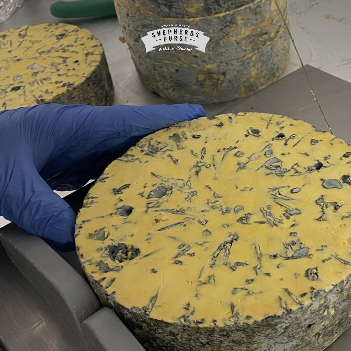 Shepherds Purse tweet media