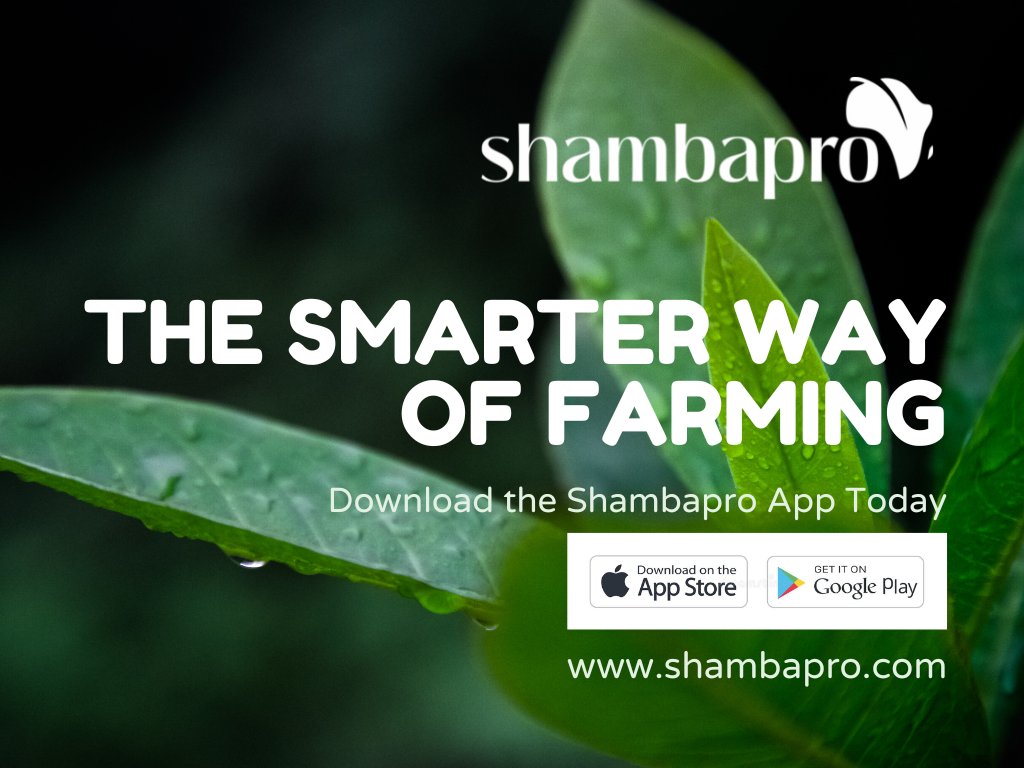 KelvinOdoobo's tweet photo. The smarter way with @Shambapro 

#Africa #CHOGM2022 https://t.co/2F73gqvOwd