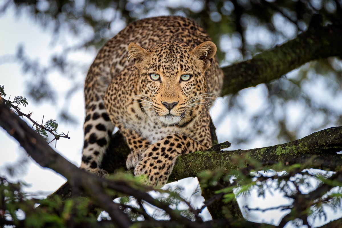 'Figlet' by Yaron Schmidt entered in aid of <a href="/themaatrust/">The Maa Trust</a>  while staying at Mara Plains Camp