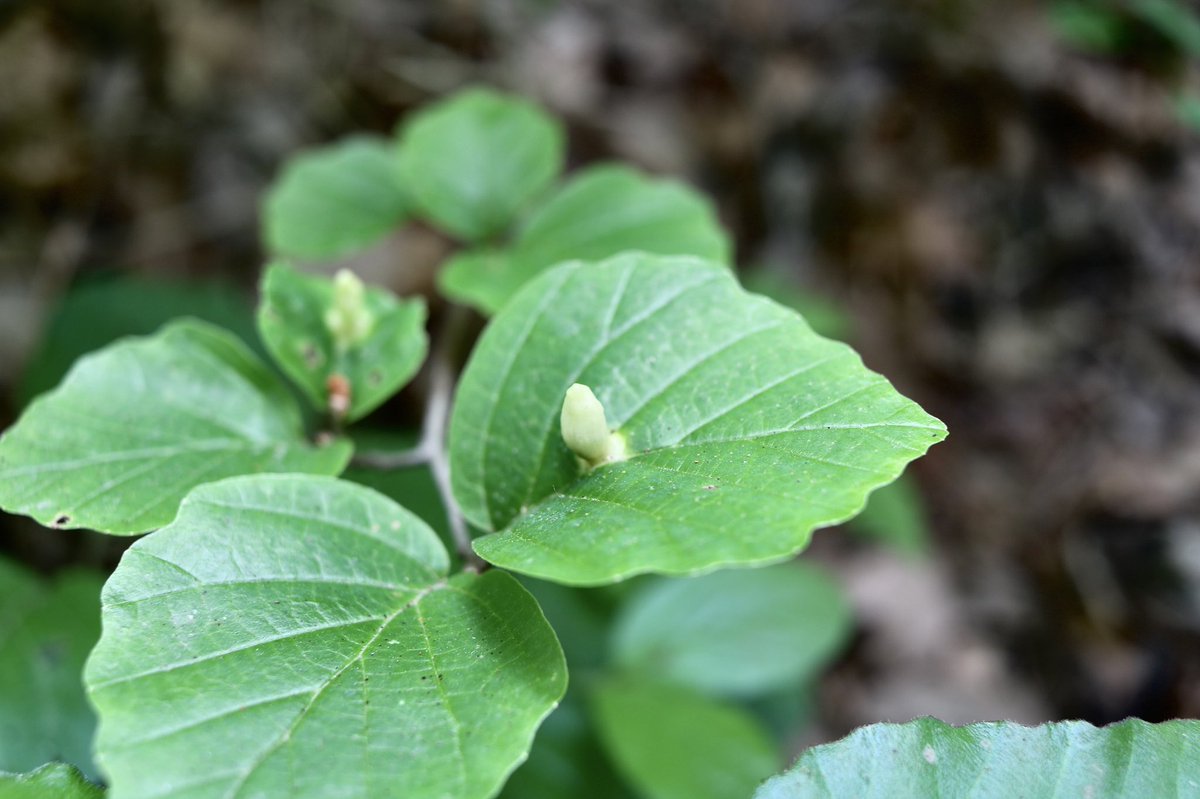 これまでに見た虫こぶ Twitter