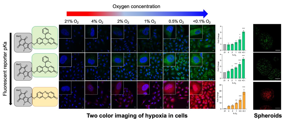 Stuart Conway (@conway_group) on Twitter photo Very excited to see our work on "Two color imaging of different hypoxia levels in cancer cells" is available on <a href="/ChemRxiv/">ChemRxiv</a>. This collaborative work with @Hammond_Lab and <a href="/GroupFaulkner/">Faulkner_Group</a> is part of our <a href="/redOX_KCL/">redOX_KCL</a> programme grant funded by <a href="/EPSRC/">Engineering and Physical Sciences Research Council</a> doi.org/10.26434/chemr… #chembiol Very excited to see our work on "Two color imaging of different hypoxia levels in cancer cells" is available on <a href="/ChemRxiv/">ChemRxiv</a>. This collaborative work with @Hammond_Lab and <a href="/GroupFaulkner/">Faulkner_Group</a> is part of our <a href="/redOX_KCL/">redOX_KCL</a> programme grant funded by <a href="/EPSRC/">Engineering and Physical Sciences Research Council</a> doi.org/10.26434/chemr… #chembiol