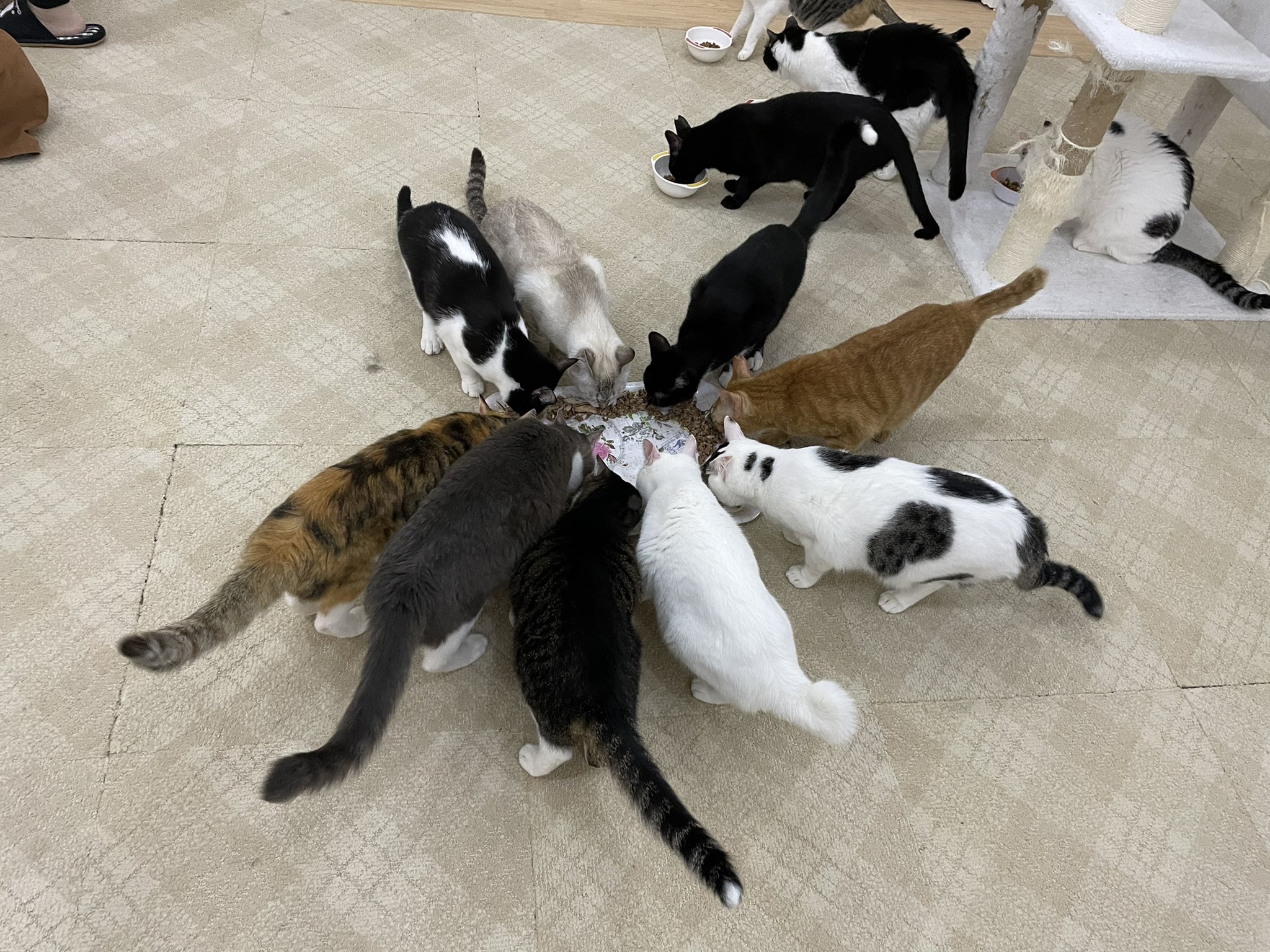 猫カフェにゃんくる Twitter Search Twitter