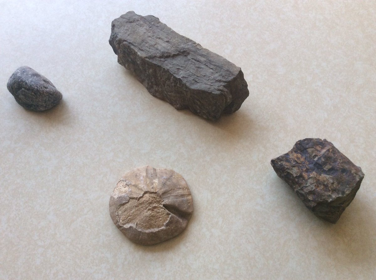 Seahorses Class tweet media