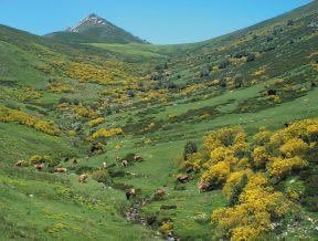 Mañana jueves día 16 acompañaré a los ganaderos en la tradicional subida del #ganado 🐂 🐐🐑🐴al puerto de #Sejos. Un acto, además, muy emotivo, porque recordamos a nuestro querido y añorado José María de Cos.