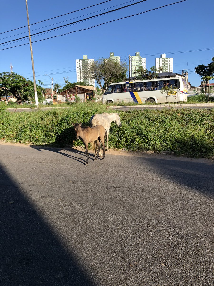 fabiorarq's tweet photo. Fico puto quando vejo uma cena dessa, animais com claros sinais de maus-tratos e soltos colocando a vida dele e dos demais em risco. Alô @NatalPrefeitura #semurb façam alguma coisa. https://t.co/tJ0l1BiGGZ