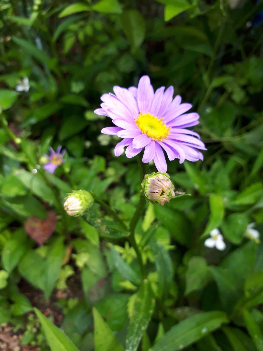 孫のために植えた紫苑が今年も咲きました。よかったよかった。

#花写真　#引用リツイートに初挑戦