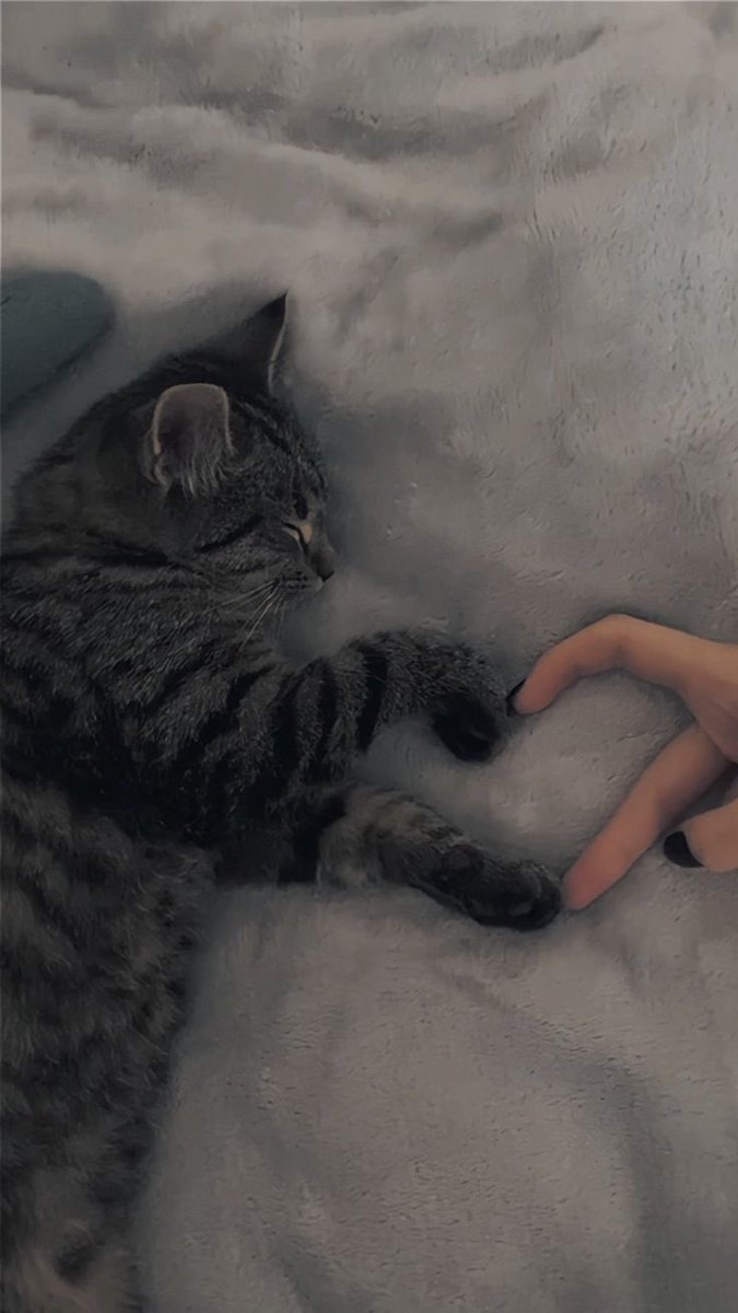 Catbilder's tweet photo. WOW https://t.co/MpSaPGYlur