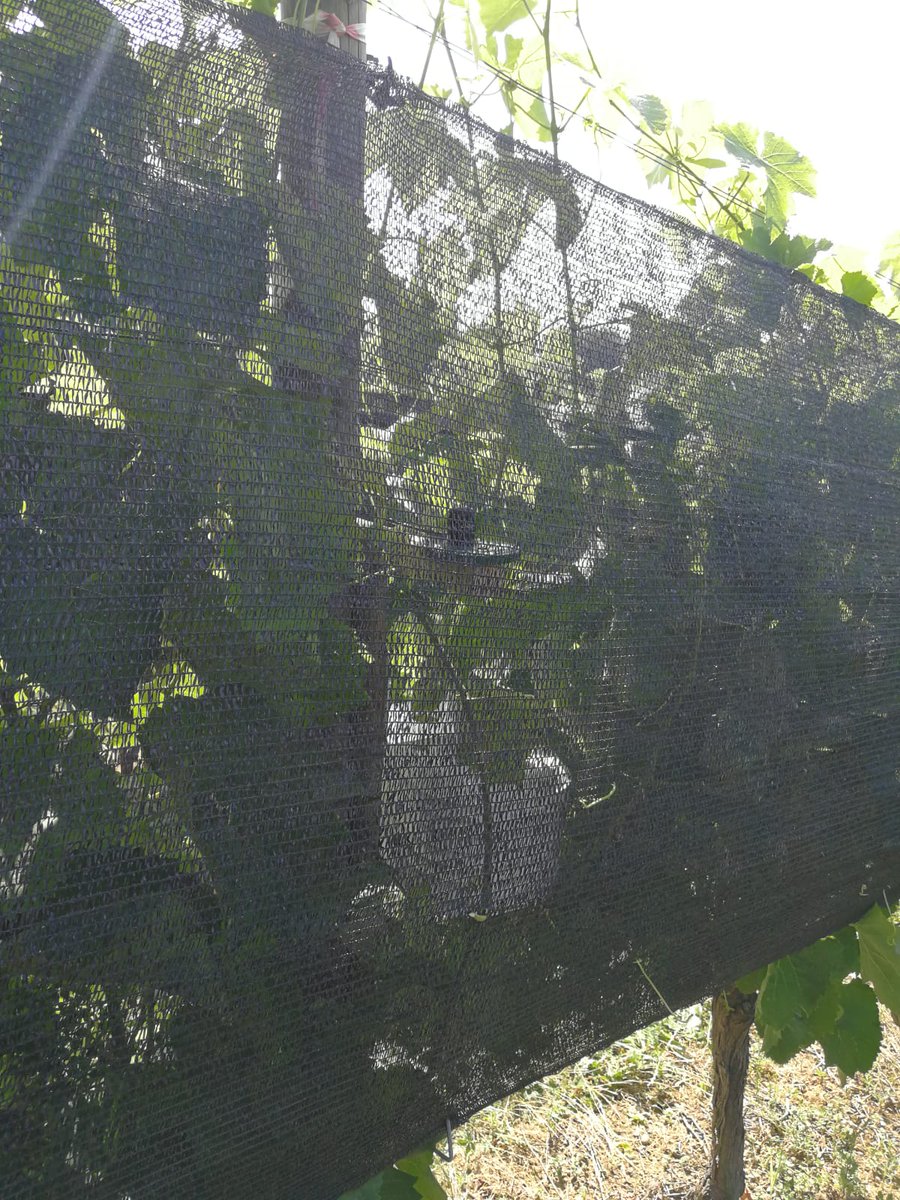 Vitisad_Fr's tweet photo. 40 °C annoncés en fin de semaine... Les filets d'ombrage sont de sortie ! 🥵☀️ https://t.co/k2VJn1m6DT