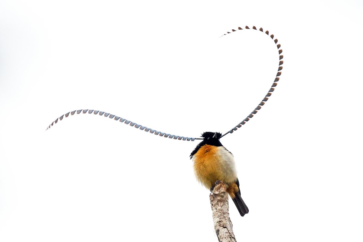 Existen pocos animales más deslumbrantes que las aves del paraíso. Los tonos iridiscentes de sus plumas las convierten en la viva imagen de la selección sexual. Si quieres saber más sobre ellas, acompáñanos en este #HiloNatGeo. 🧵👇