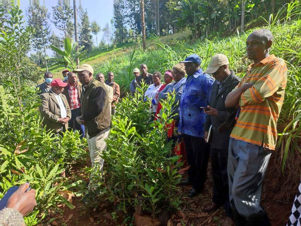 FFSPAKe's tweet photo. FFSPAK is undertaking an on farm training sessions involving Agriculture and Beyond Community Based Organization and Gatundu North AgriFruit Nuts Cooperative Society Ltd. @WeEffectEA @FAOKenya https://t.co/YbhgnPDLMk