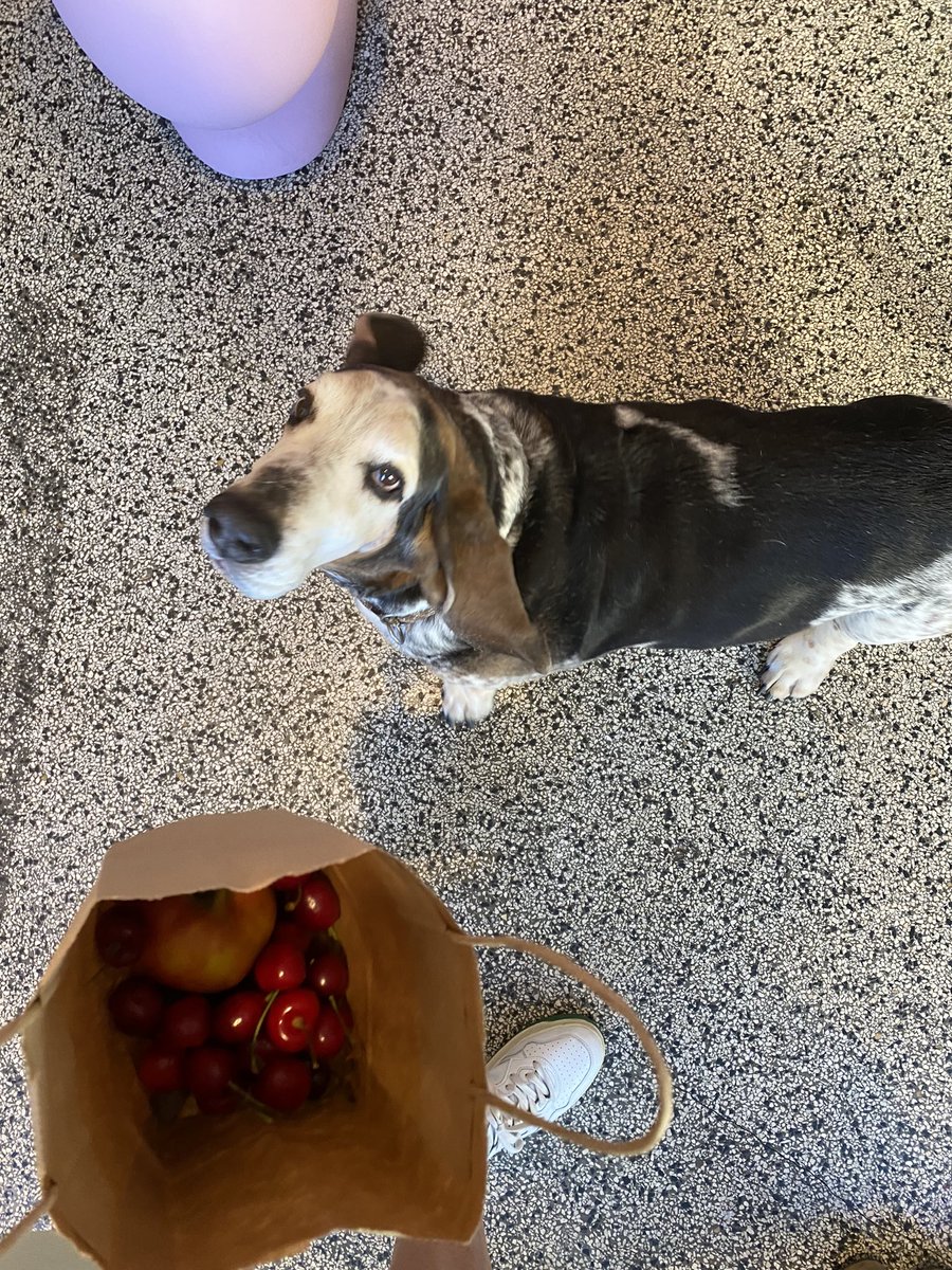 BassetMortimer's tweet photo. Oh, ein Geschenk? https://t.co/wCa3BWjqDu