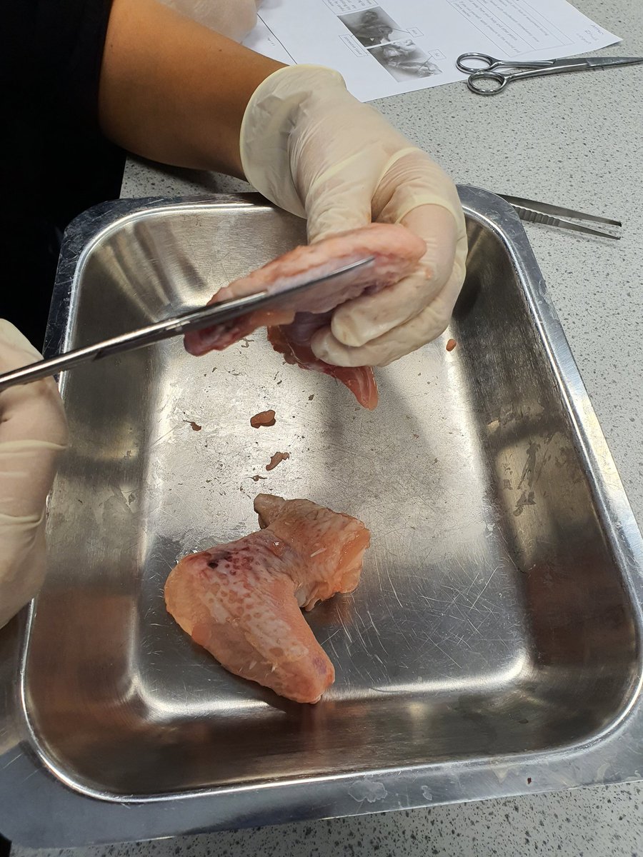 Maesteg School Science tweet media