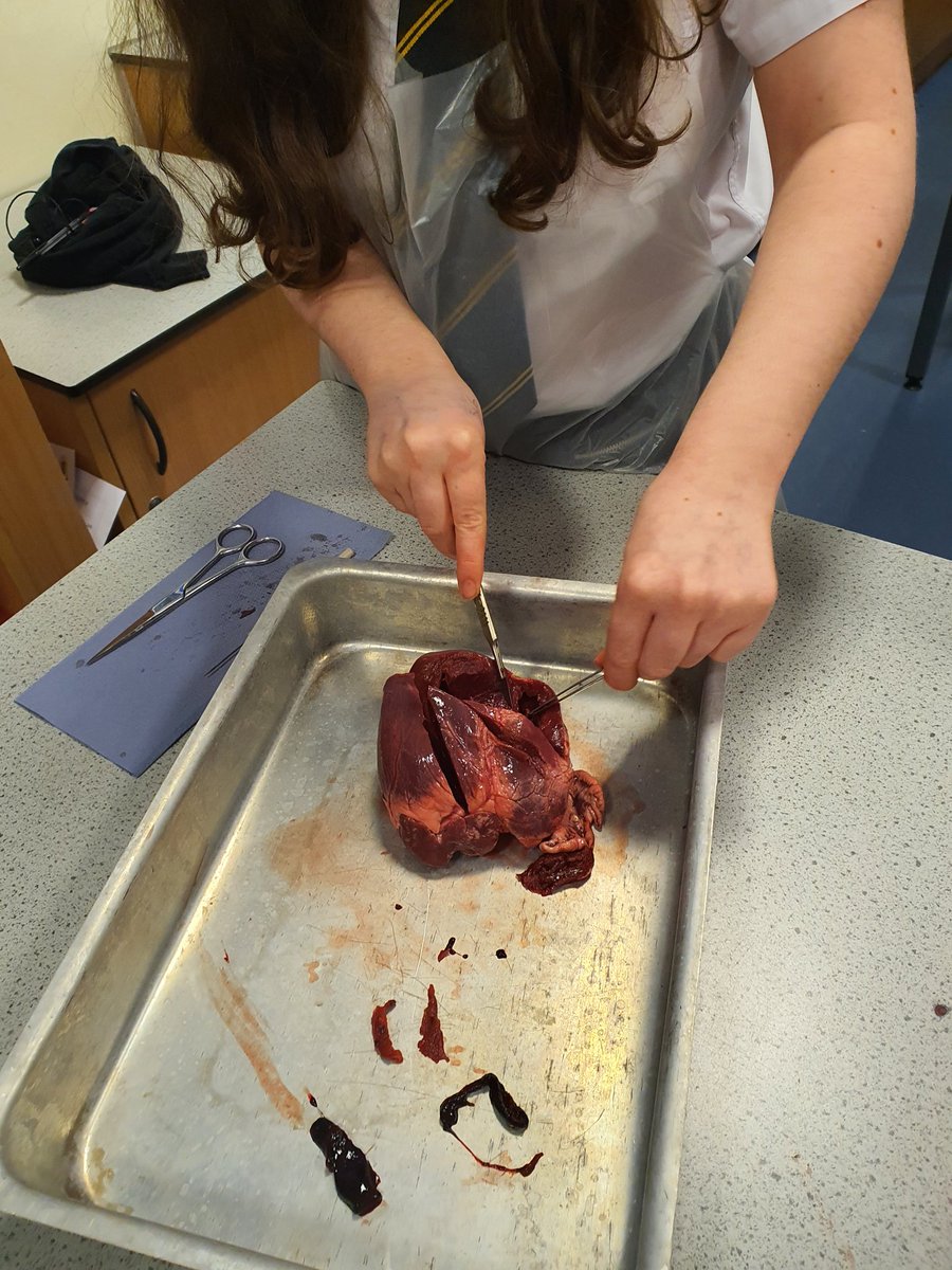 Maesteg School Science tweet media