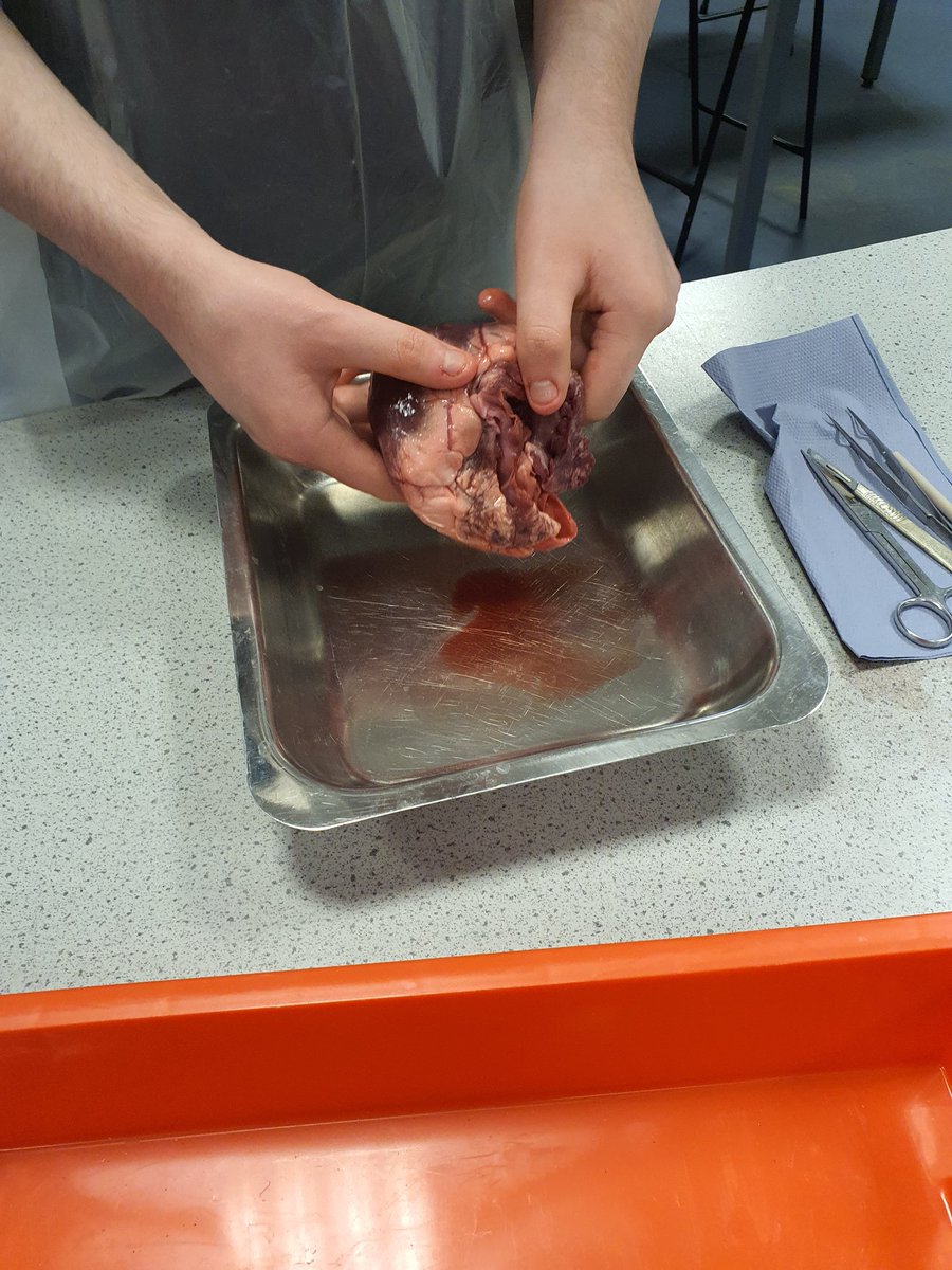 Our <a href="/MaestegSchool/">Maesteg School</a> students love a dissection in Science! We've been exploring the chambers of the heart and how muscles work with our year 8 students. #practical #STEMeducation #motivatedtostrive #Biology