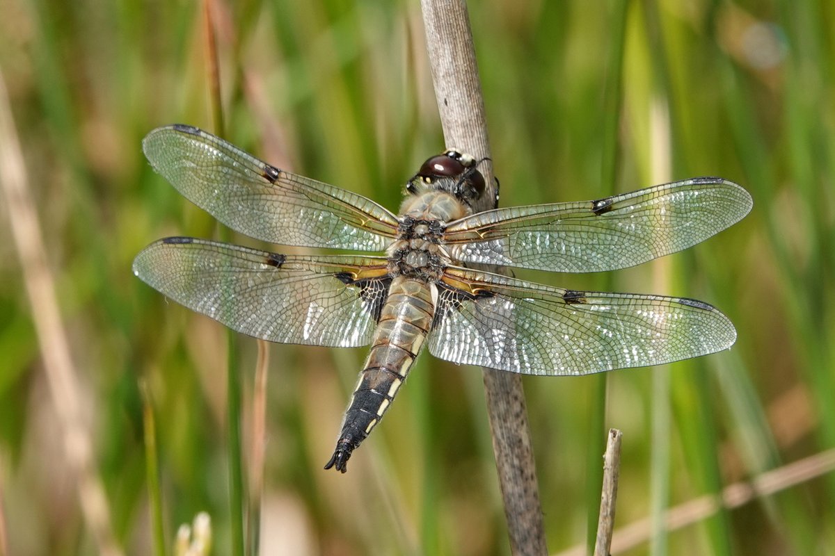 JTravelnl's tweet photo. Gisteren een topdag gehad in de #amsterdamsewaterleidingduinen. Ik heb 8! vossen gezien en ook veel #libelles, #zonnedauw, #damherten (natuurlijk) en deze juveniel #bontespecht. https://t.co/ajm1AlmMga