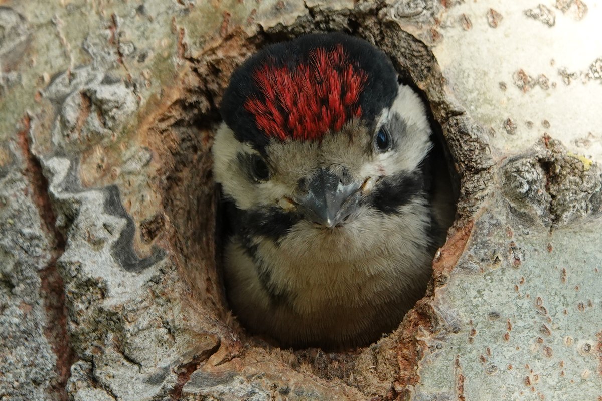 JTravelnl's tweet photo. Gisteren een topdag gehad in de #amsterdamsewaterleidingduinen. Ik heb 8! vossen gezien en ook veel #libelles, #zonnedauw, #damherten (natuurlijk) en deze juveniel #bontespecht. https://t.co/ajm1AlmMga