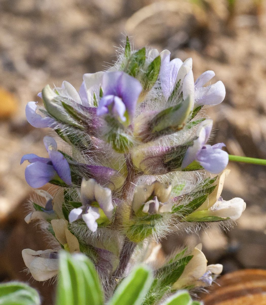 prairieguy2016's tweet photo. In Thoreau’s Walden, he once walked 2 miles to have a conversation with a specific tree. After seeing this Breadroot without my macro lens. 2 days later, I walked back the 2 miles to have a specific conversation with this Breadroot. #breadroot #wildflowers #Montana #prairie https://t.co/QbvojGHQrK
