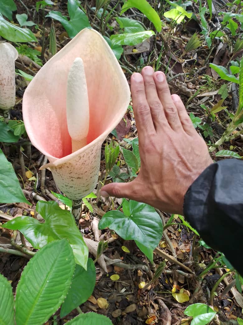 #BuenosDias les dejamos está hermosa foto de una Amorphophallus bulbifer que forma parte de nuestra colección.