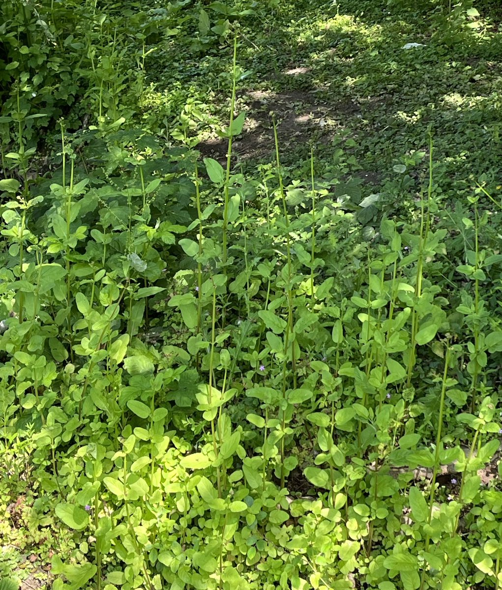 ClaireBowes's tweet photo. This will be spared the strimmer.
#Waterfigwort
Populating bank of garden stream Sticky flowers attract #bees but are specifically shaped to be pollinated by #socialwasps. The larvae of the #figwortsawfly feed on the leaves https://t.co/pnBZPne0jk