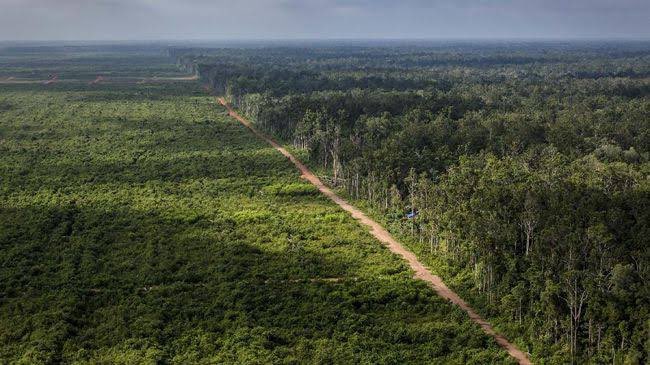 AidaGreenbury's tweet photo. Indonesia's newly appointed trade minister was previously the minister of forestry in 2009 - 2014. He is now expected to resolve the #palmoil trade fiasco.
https://t.co/Pi21h3NxgP https://t.co/dSgFIRzyVT