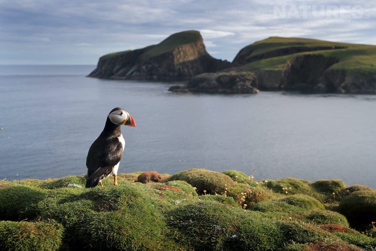 F67MLTHS's tweet photo. Today is the day a evil puffin, the northern lights, a lantern room, cliffs...a lighthouse... Fair Isle... entered into the fandom.
Happy TTSday !
Happy birthday to one of the most beautiful stories ever.
Thank you @mediawhorefics for this gift.
#TTSday
#TiredTiredSea https://t.co/JQfF7b4Mph