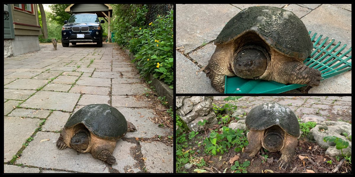 Beaulieu_CAN's tweet photo. C'est à cause d'une tortue! 🐢 Jamais essayé cette excuse. #PasFacile de pondre en ville... ni de faire monter une tortue sur un râteau! // First time excuse for missing early morning practice.😉 #NoWayAroundIt. #UrbanBiodiversity. She's now back in the park. https://t.co/6XOEAhKdoL