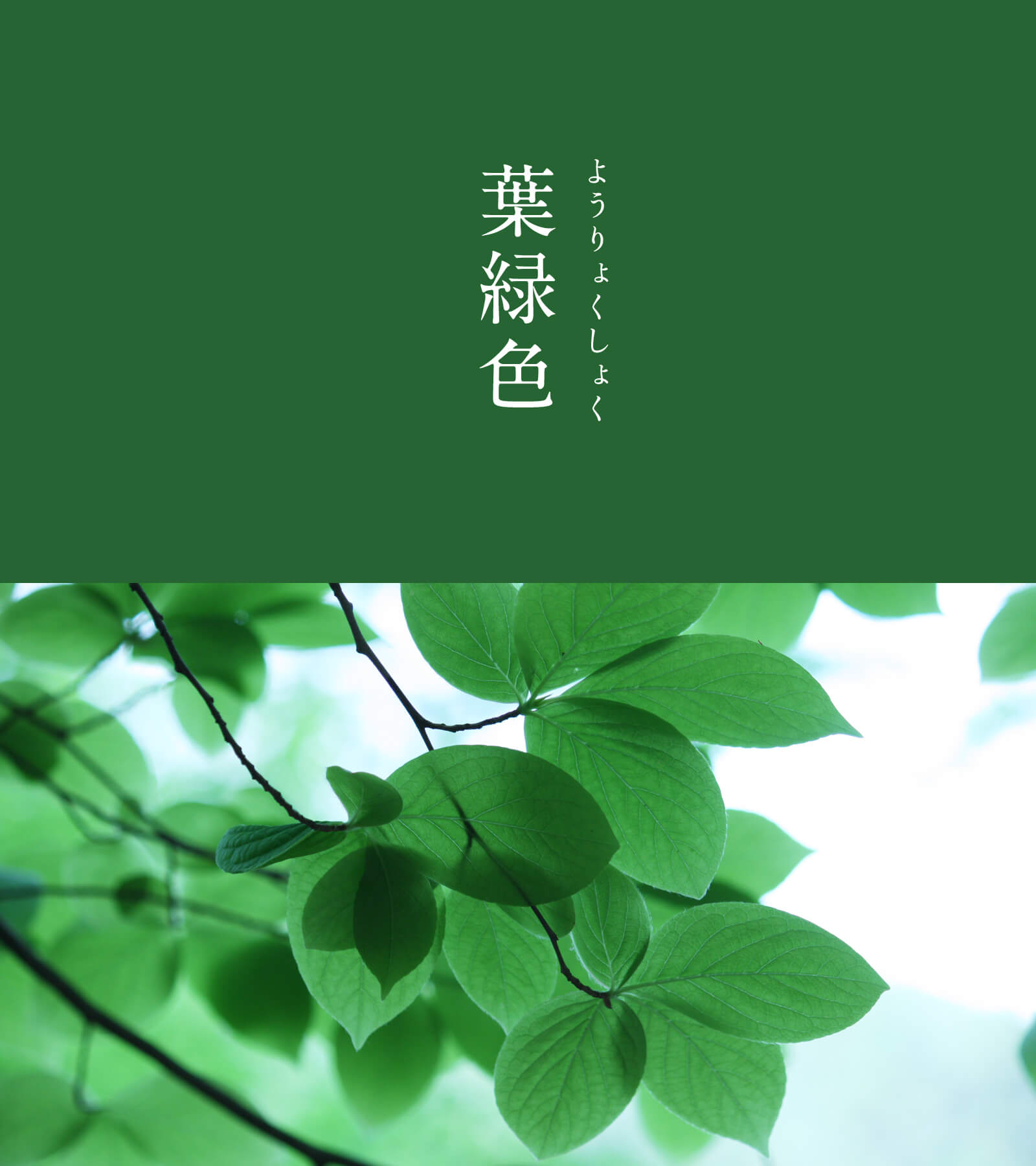 暦生活 こよみせいかつ 10周年 葉緑色 ようりょくしょく にっぽんのいろ 葉 と 緑 という似た意味の言葉 を繰り返すことで よりいっそう緑っぽさが際立っています 梅雨の雨で濡れた 深く生い茂る木々の葉のような緑は 少し心を癒してくれる