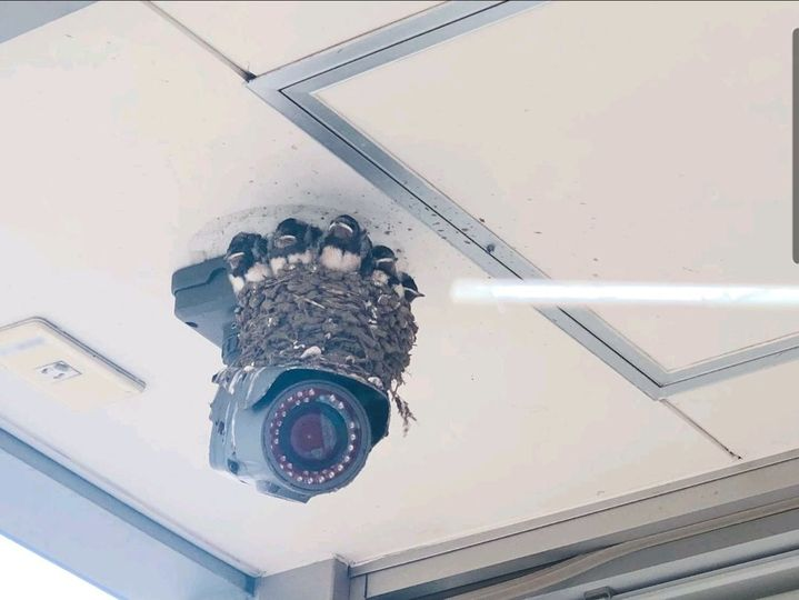 TomLawrenceTech's tweet photo. Nest camera: It will automatically tweet when intruders spotted. https://t.co/yalRugEjTM