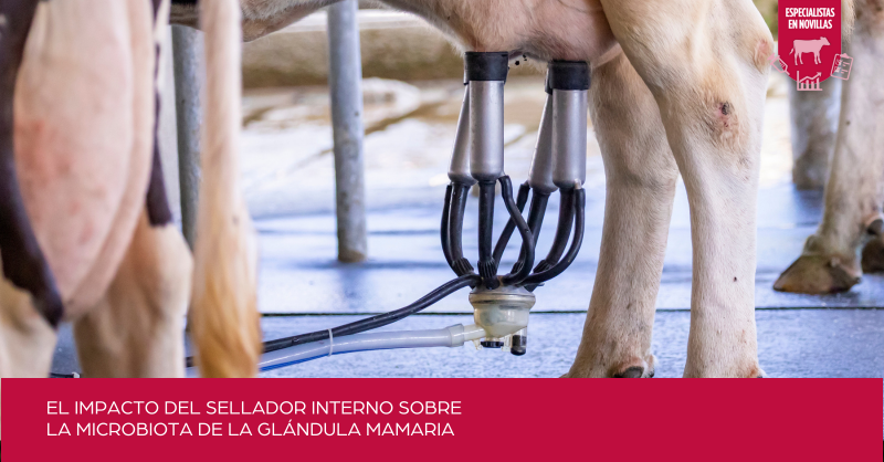 enNovillasEsp's tweet photo. 💬 Estudios recientes han demostrado que la administración de #selladores intramamarios 💉, tal y como contempla la terapía de secado selectivo, contribuye a la prevención 🛡 de la #mamitis y con ello a un menor uso de #antibióticos.

➕Info 👉 ¡no te pierdas nuestro último post!