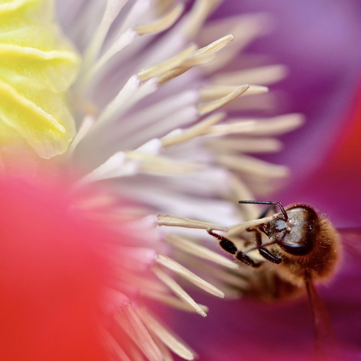 I always find beauty in nature - taken just yards from my house 🐝 

#NaturePhotography #nature #bees #poppies #flowers #closeup #Shropshire #photography #photographer #photooftheday <a href="/BBCSpringwatch/">BBC Springwatch</a> <a href="/BumblebeeTrust/">Bumblebee Conservation Trust</a>