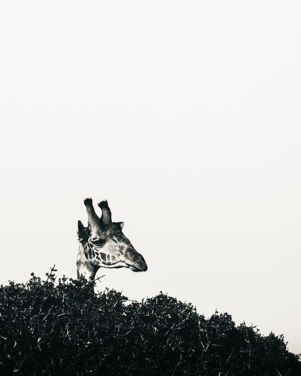 'Head's Up' by Randall Ball entered in aid of <a href="/AngamaSafari/">Angama</a> foundation while staying at <a href="/SentinelCamp/">SentinelCamp</a>