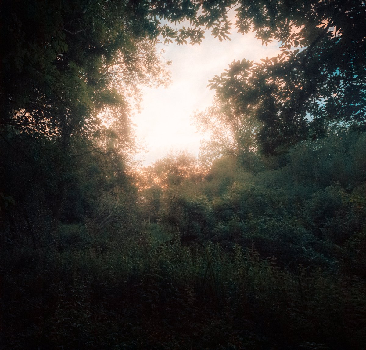 artofseanmurphy's tweet photo. The Majesty of Nature https://t.co/KhJSzkOoxx