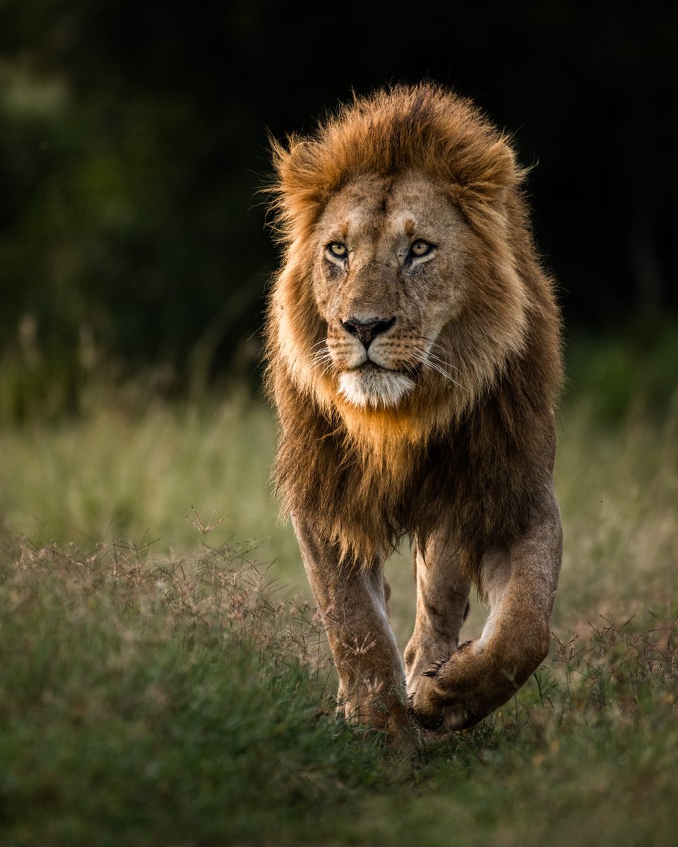 'King of the Savannah' by Nili Gudhka <a href="/GudhkaNili/">thejunglechic</a>  entered in aid of <a href="/MaraElephant/">Mara Elephant Project</a>