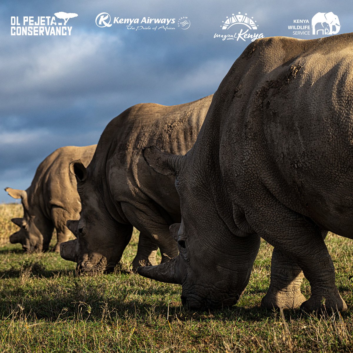 OlPejeta's tweet photo. Congratulations to Shailly Dharawat who is the winner of our #FlyWild campaign in partnership with @KenyaAirways, @magicalkenya and @kwskenya.
Asante to all those who took part in this opportunity to visit Ol Pejeta and beyond.💜
Image credit: Matjaz Krivic https://t.co/idHHmGjhsQ