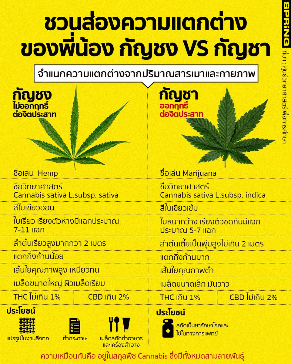 SPRiNGNEWS_TH's tweet photo. เอ๊ะ! นี่มัน กัญชง หรือ เอ๊ะ! นี่เป็น กัญชา มาเช็กลิสต์ความแตกต่างเบื้องต้น ของพืชที่ปีนี้ไม่มีใครไม่รู้จักอย่าง กัญชง กัญชา สองพืชพี่น้องสกุล Cannabis มาดูกันว่าแต่ละประเภทเหมาะกับประโยชน์การใช้งานอย่างไรกันบ้าง

อ่านเพิ่มเติม
https://t.co/60cqvNGfkn
#ปลดล็อกกัญชา #กัญชงกัญชา https://t.co/GMw4ZN0nMd