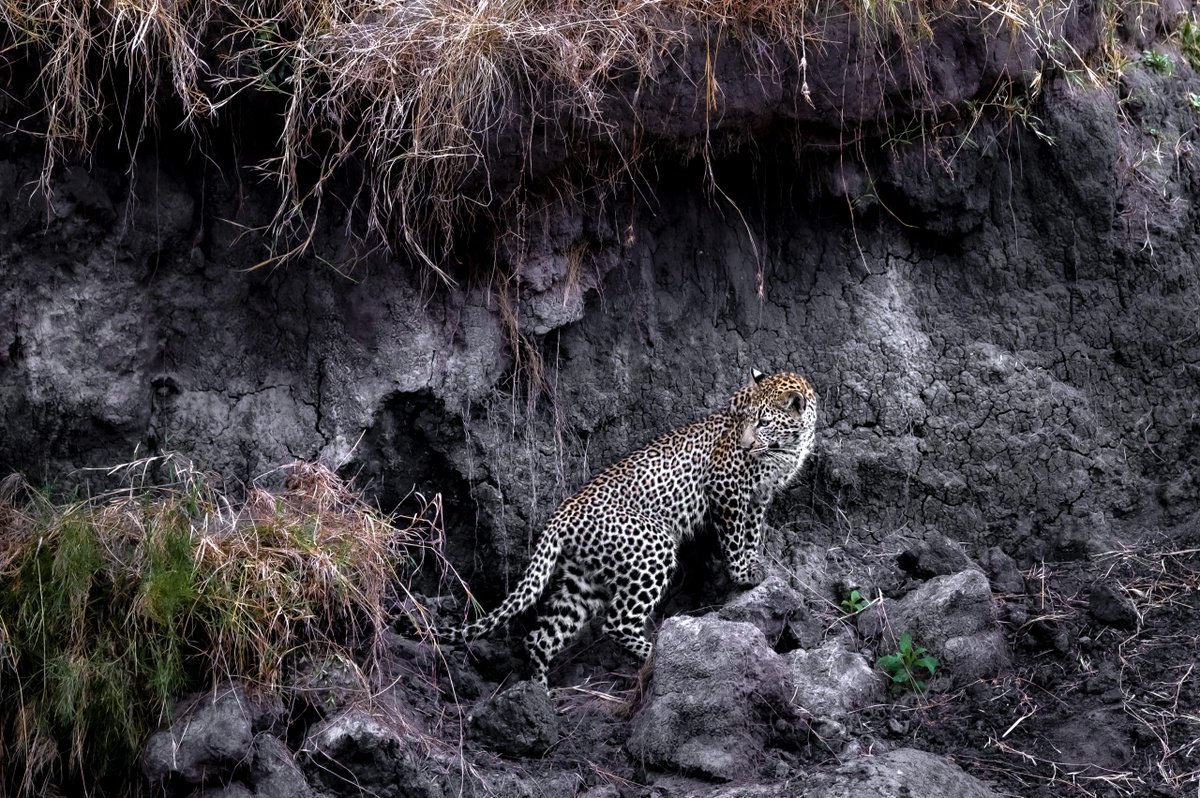 'Phantom Cat' by Paolo Torchio entered in aid of <a href="/AngamaSafari/">Angama</a>  foundation while staying at <a href="/MaraBushCamps/">Mara Bush Camps</a>