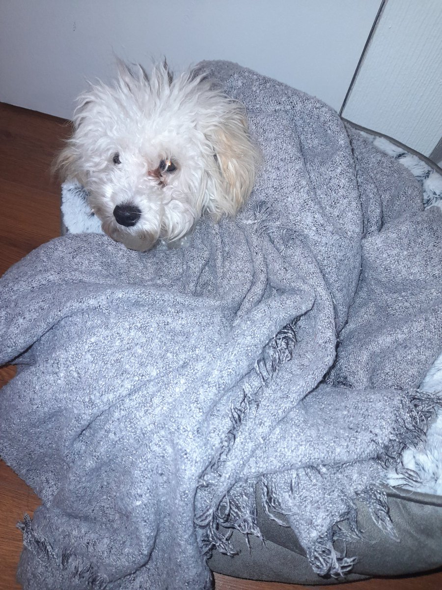 luisrivera02's tweet photo. #despiertaconchv Hola Buenos días Karina y Roberto, definitivamente su dupla es de otro nivel en el programa, por acá mi mascota Kirsha sabe que hay frio jejeje Saludos buen dia https://t.co/NAdaIedQ1M